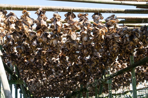 Preview: Drying cod fish hangs in the village of Reine, Lofoten Islands, Nordland, Norway
