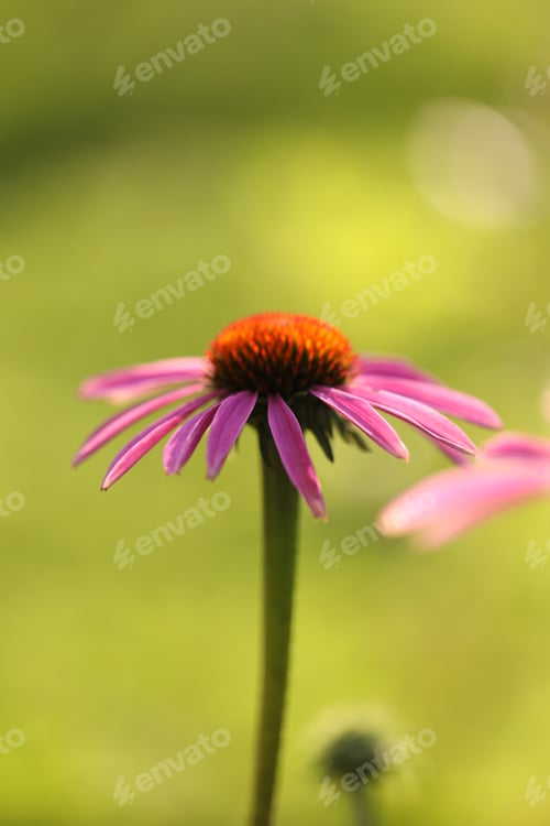 Preview: Beautiful pink echinacea flower growing outdoors, closeup