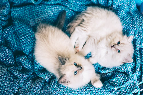 Preview: Two Ragdoll cats small funny kittens together
