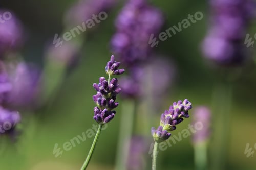 Preview: Close up of lavender flowers with flowers in background