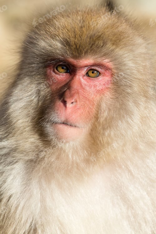 Preview: Japanese monkey