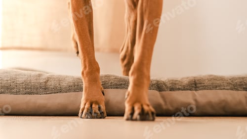 Preview: Crop Boxer dog sitting on pet bed and walking in light room at home