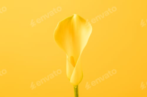 Preview: close-up view of beautiful tender calla lily flower isolated on yellow