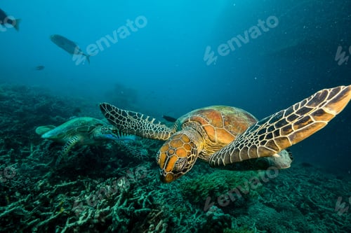 Preview: green turtle in the great barrier reef