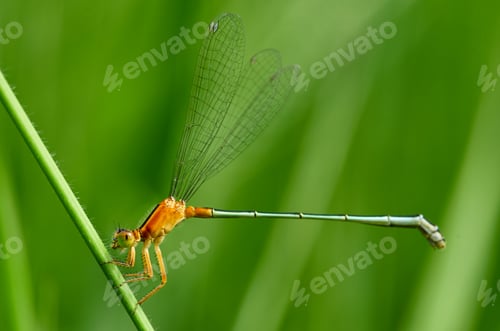 Preview: close up of a dragonfly on the grass stem