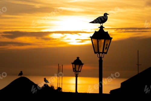 Preview: Beautiful shot of silhouettes of birds perched on street lamps at sunset