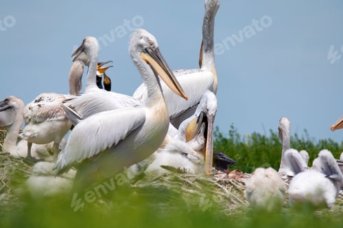 Preview: Dalmatian pelican or Pelecanus crispus on their nest colony