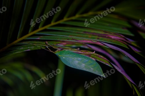 Preview: Insect in Vientiane, Laos, Southeast Asia