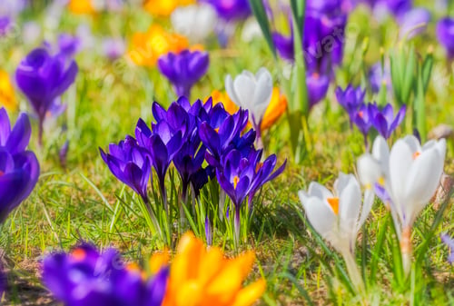 Preview: Spring meadow with various crocus flowers