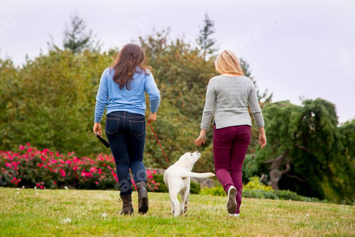 Preview: Two young women walking dog in park, rear view