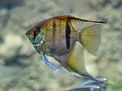 Preview: Angelfish (Pterophyllum scalare)