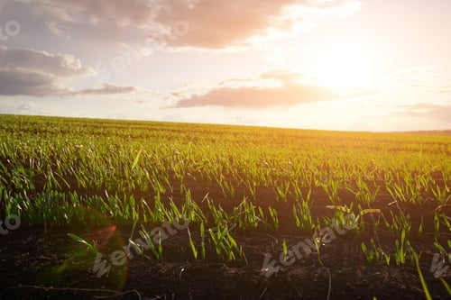 Preview: Green meadow and blue sky with clouds at sunset