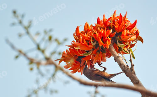 Preview: Polash flower in full bloom