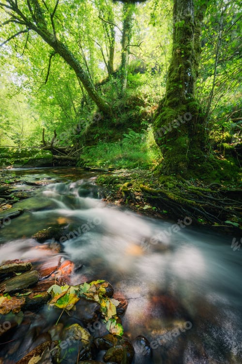 Preview: Beautiful specimens of maple grow on the banks of a river