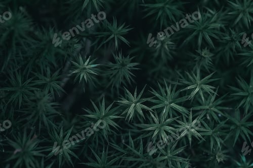 Preview: Top view shot of a beautiful green plants