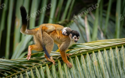 Preview: A squirrel monkey with a baby on its back