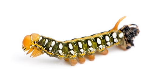 Preview: Spurge Hawk, Hyles Euphorbiae, caterpillar at the end of molting against white background