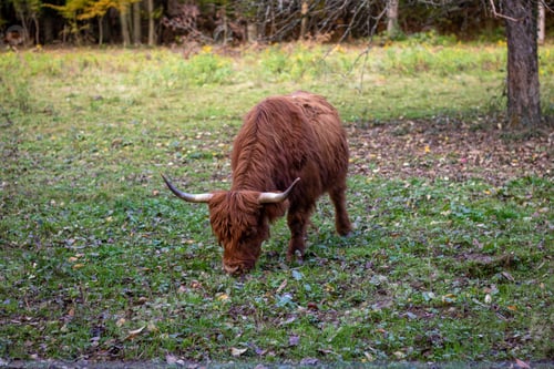 Preview: Scottish highland cattle at german meadow