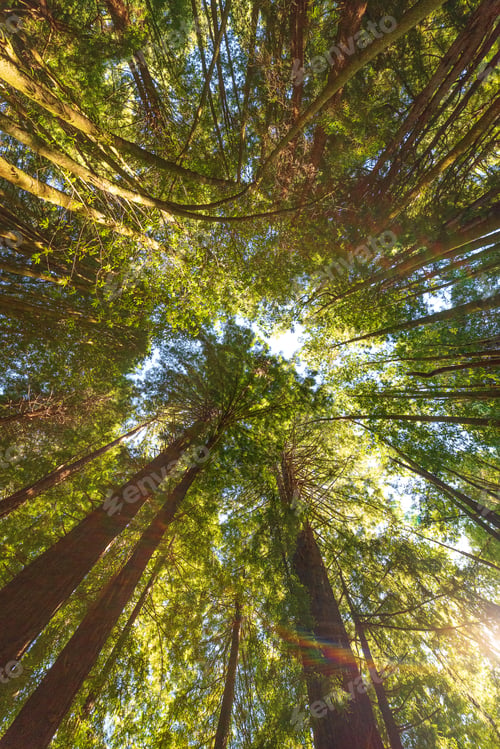 Preview: Low angle shot of tall trees in Redwood Forest, Navarro, California
