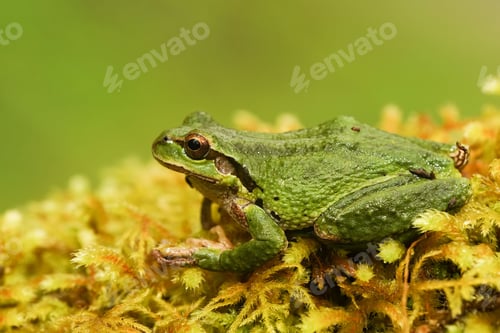 Preview: Closeup shot of a Pacific treefrog- Pseudacris Regilla on the yellow-green background