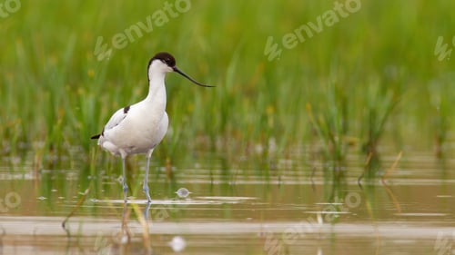 Preview: Pied avocet standing in flood in spring with copy space