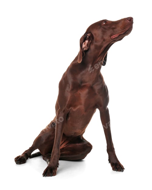 Preview: German Shorthaired Pointer dog on white background
