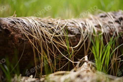 Preview: Young green grass and dry grass on a trunk in the forest