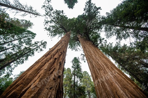 Preview: Top crowns of giant Sequoia trees taken from below in Sequoia National Park, California