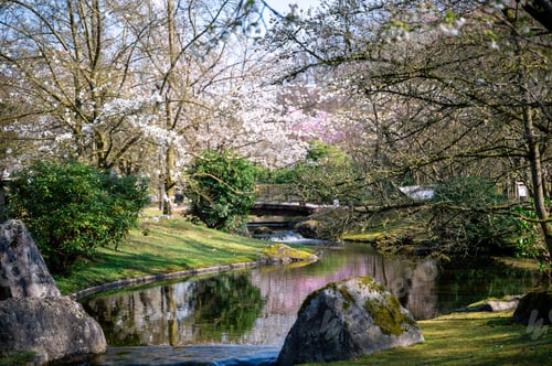 Preview: Japanese garden with peaceful features. Tranquil Japanese garden showcasing natural beauty