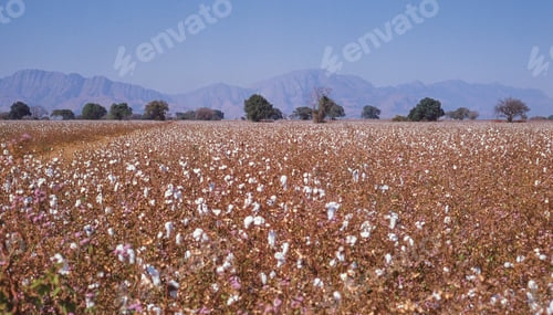 Preview: Cotton growing near Tzaneen