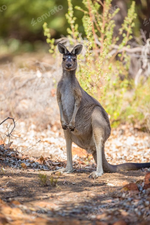 Preview: Observant kangaroo