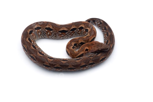 Preview: Madagascar ground tree boa isolated on white background