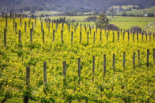 Preview: Yarra Valley Vineyard