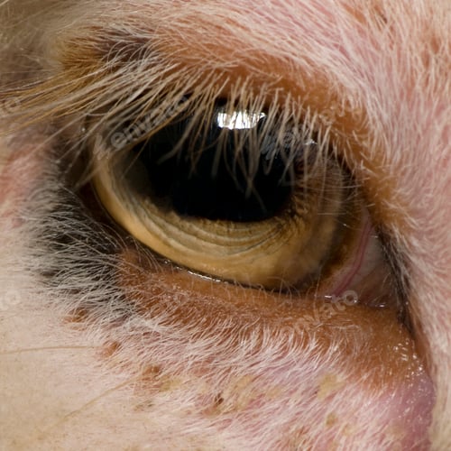 Preview: Close-up of Arles Merino sheep eye