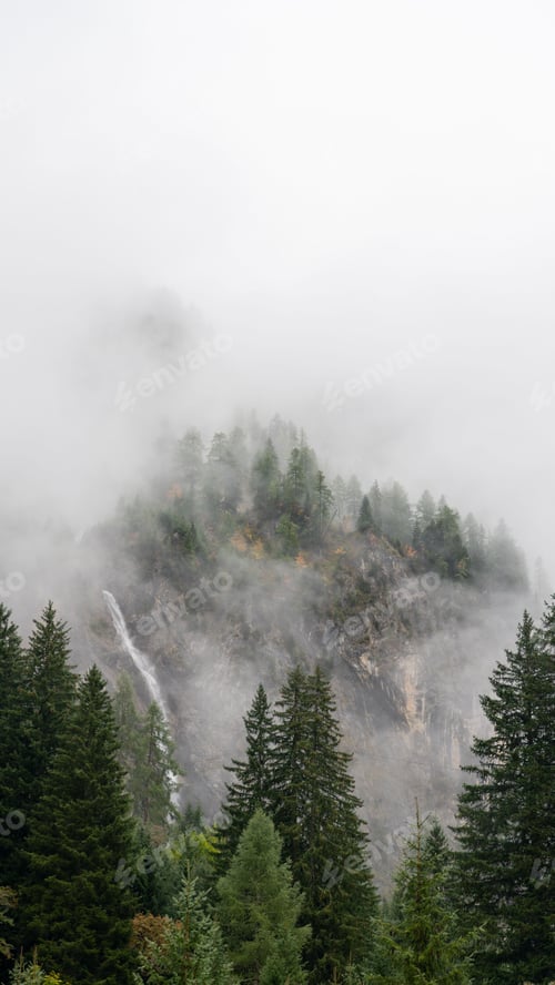 Preview: Forest surrounded by dense trees during fog