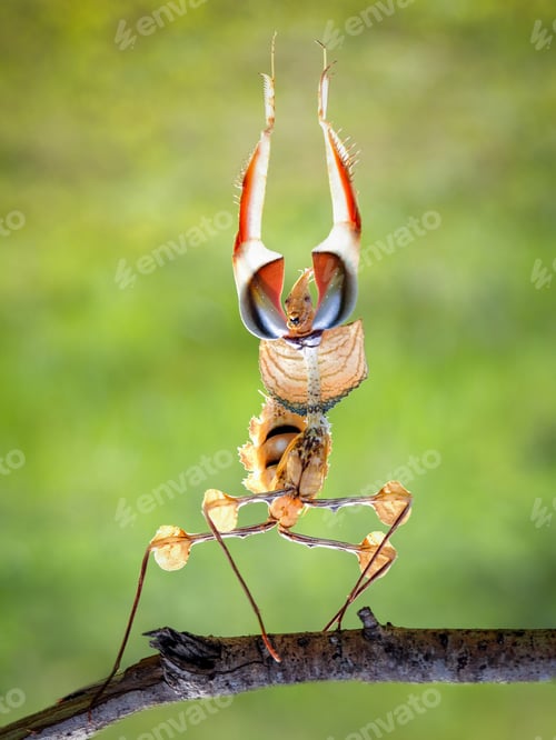 Preview: idolo mantis hands up