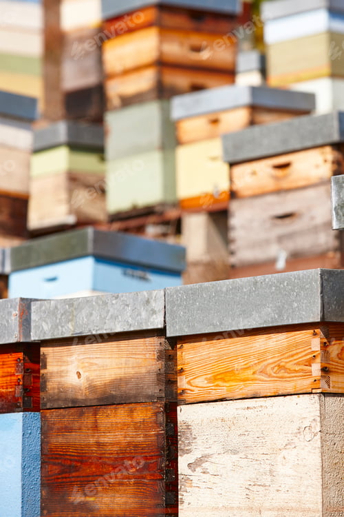 Preview: Beehives. Traditional colored wooden box. Muniellos, Asturias, Spain. Horizontal