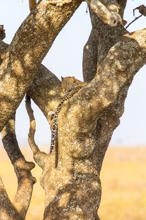 Preview: Leopard rests in a tree after meal