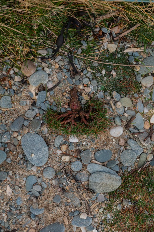 Preview: Oceanic Beach Scenes Featuring Seashells, Marine Life, and Seaweeds