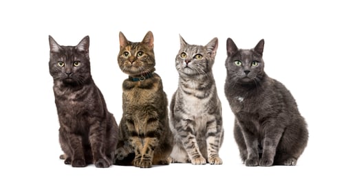 Preview: Large group of crossbred domestic cats sitting in a row, pets, isolated on white