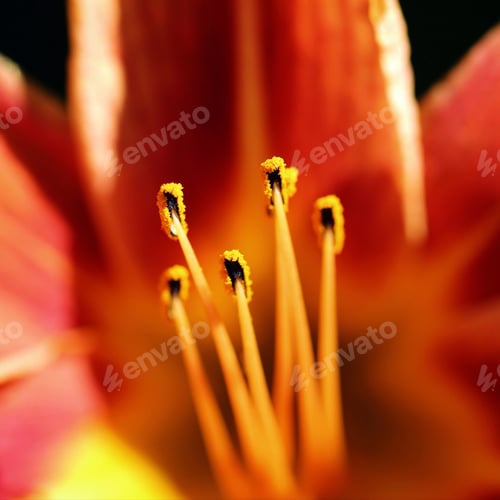 Preview: Lily in close up