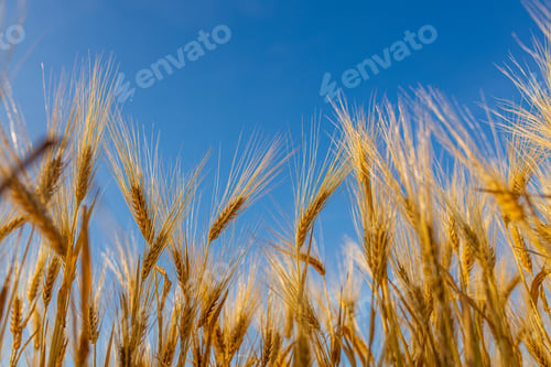 Preview: Yellow agriculture field with ripe wheat and blue sky