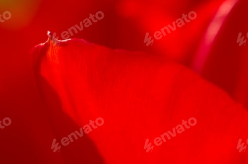 Preview: Colorful flowers