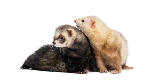 Preview: Two Ferrets playing together, isolated on white