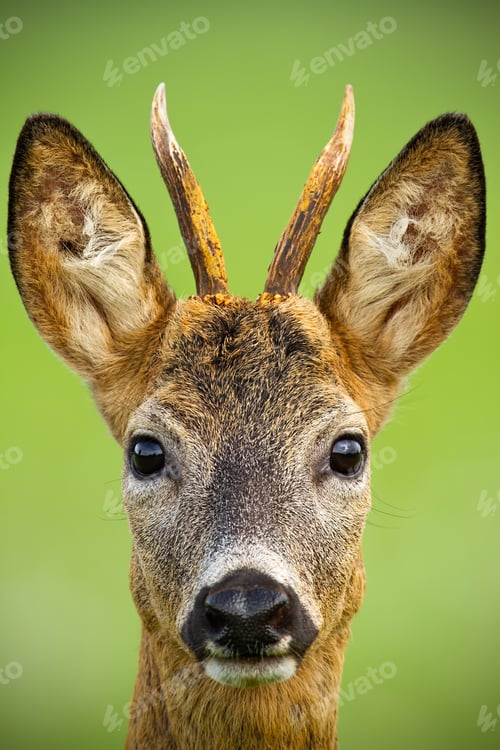 Preview: Portrait of cute roe deer, capreolus capreolus, buck in summer