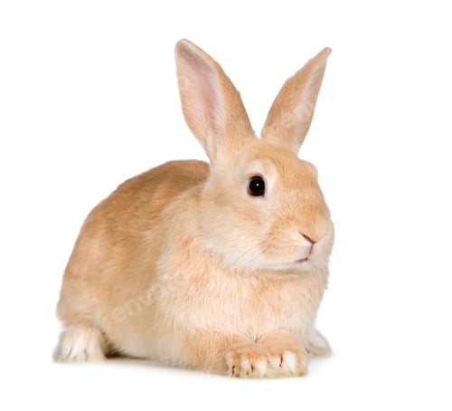 Preview: Rabbit