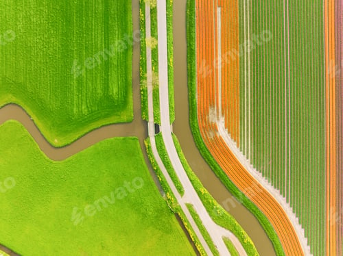Preview: Drone view of a field of tulips. Landscape from the air in the Netherlands. Rows on the field.