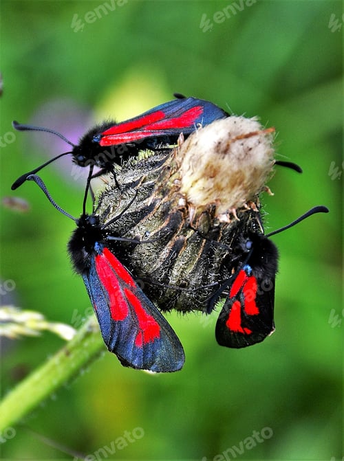 Preview: Zygaena filipendulae insect