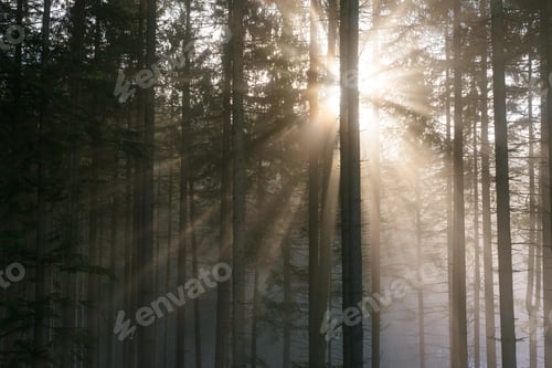 Preview: Sun rays in a foggy forest