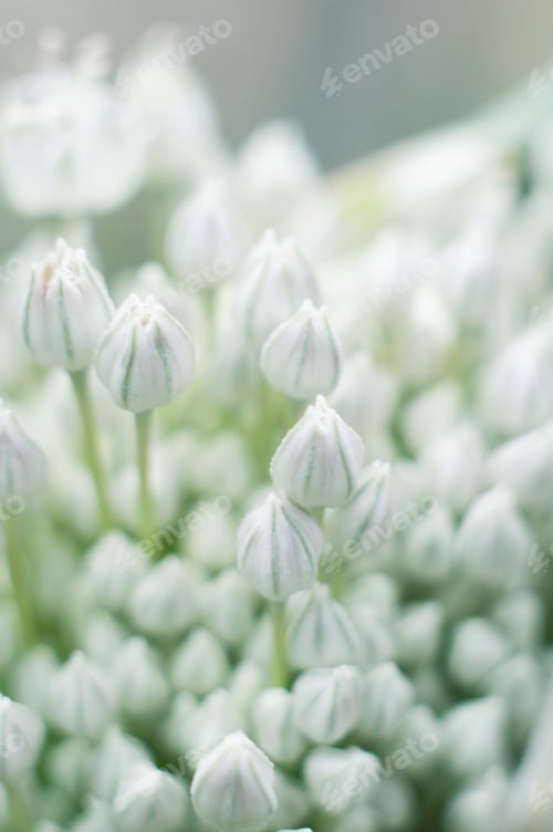 Preview: leek inflorescence close up, macro photography, pastel floral background, neutral, depth of field